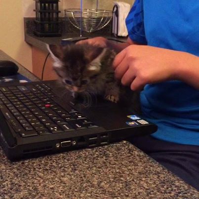 Lulu Bellé rescued at 8wks old from our backyard. Love at first sight! Cute and