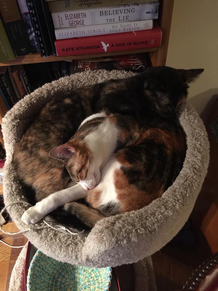 Thanks for accepting me.  These are my cats. Matilda is darker.  Lacey’s lighter