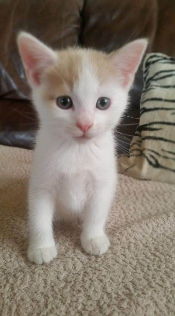 MIAU MIAU..I'm a happy cat.I'm from Danmark.