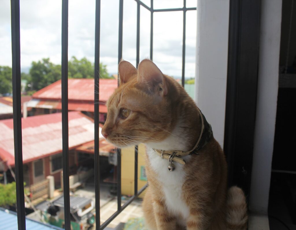 Meet my handsome prince Chowder he was a stray.. now he is the prince of the hou