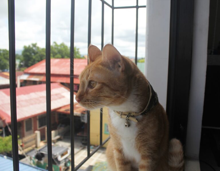 Meet my handsome prince Chowder he was a stray.. now he is the prince of the hou