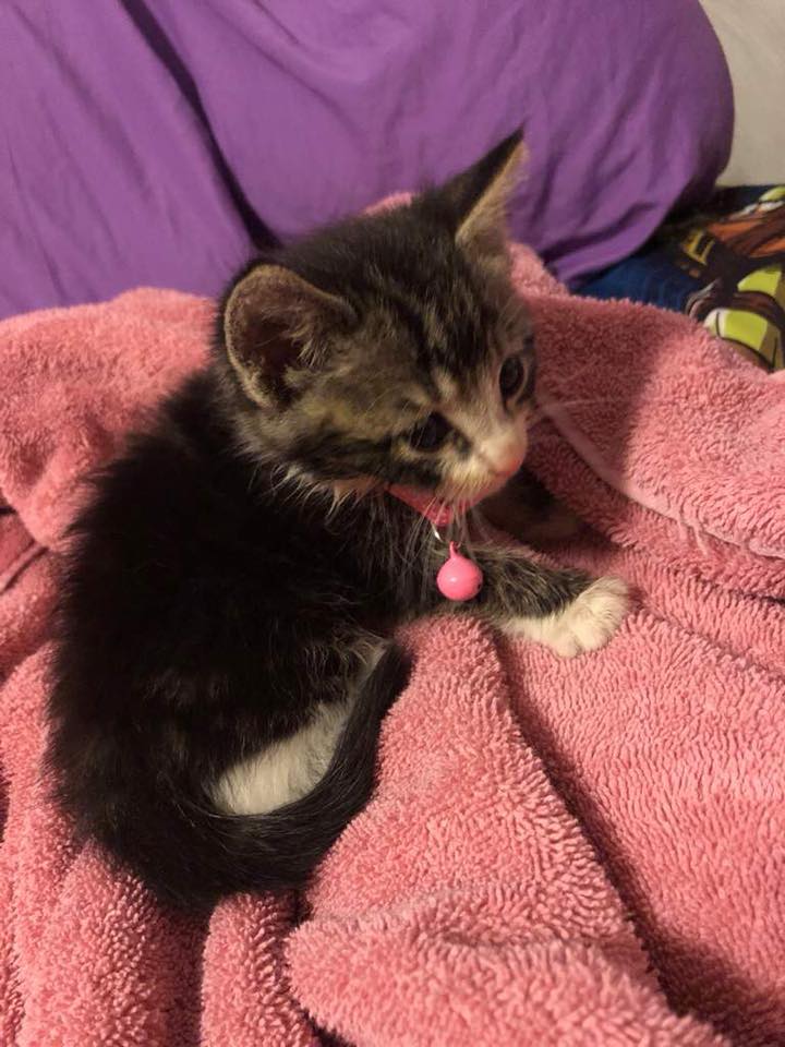 Hello fellow cat lovers! This is my new fur baby Precious I had rescued this poo