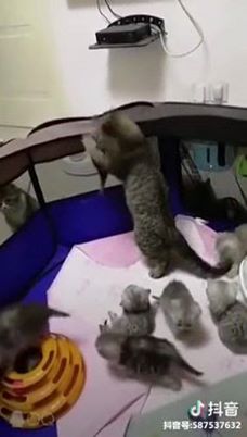 Mommy saves her little kitten from falling <3 <3  <3