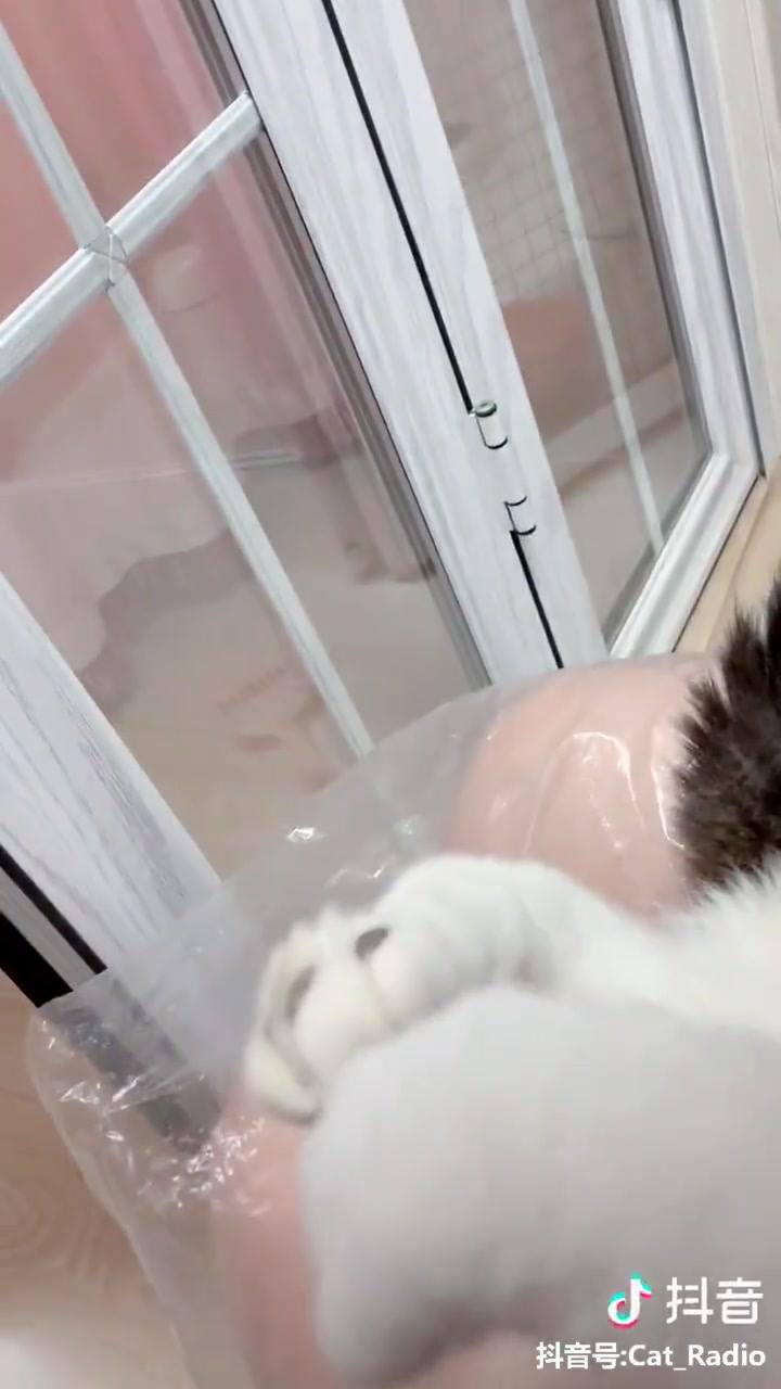 When the catto is very cooperative
