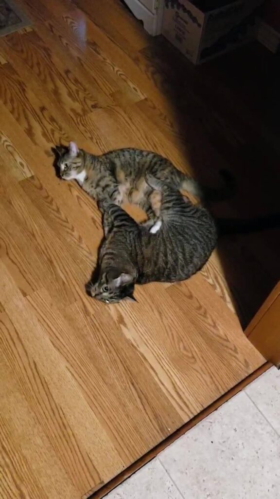 This is every night. For hours......I give you Mjolnir (big guy on the bottom) a