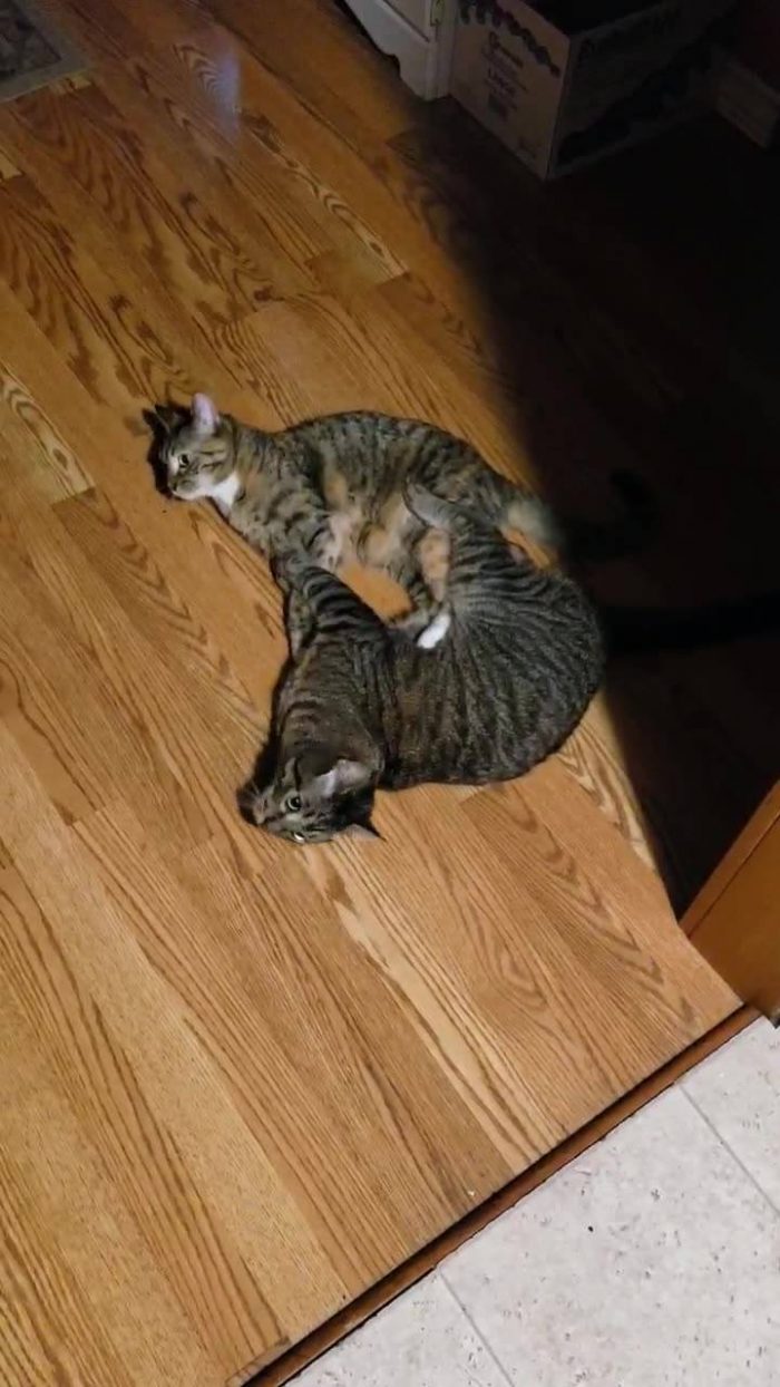 This is every night. For hours......I give you Mjolnir (big guy on the bottom) a