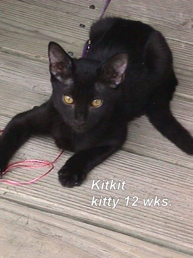 My last cat, Kitkit. 12 wks old and 5 years. He blessed me with his companionshi