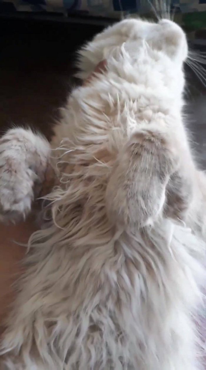 My Purr baby- katniss