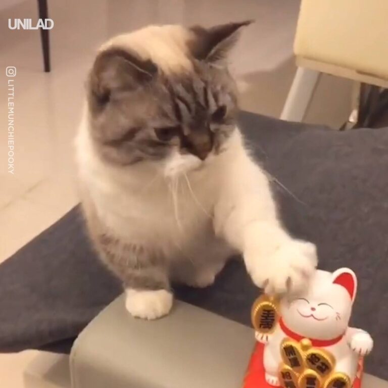 Kitty Tries To Copy Lucky Cat Ornament