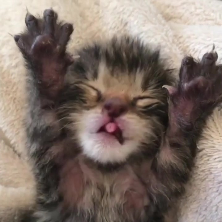 Sweet foster kitten