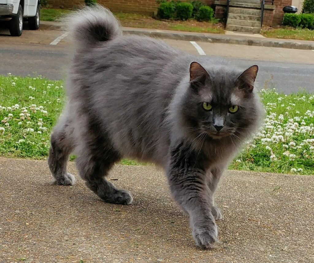 Today we got Nash’s biopsy results back. Our sweet beautiful furbaby does have c