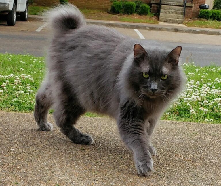 Today we got Nash’s biopsy results back. Our sweet beautiful furbaby does have c