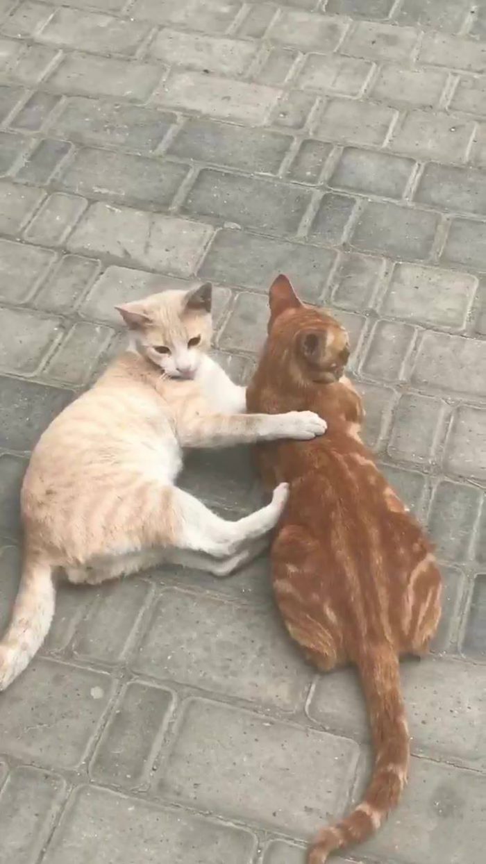 Moroccan cats