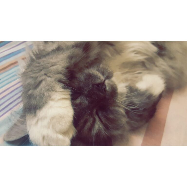 Oreo sleeping Show me pics of your sleeping fur babies