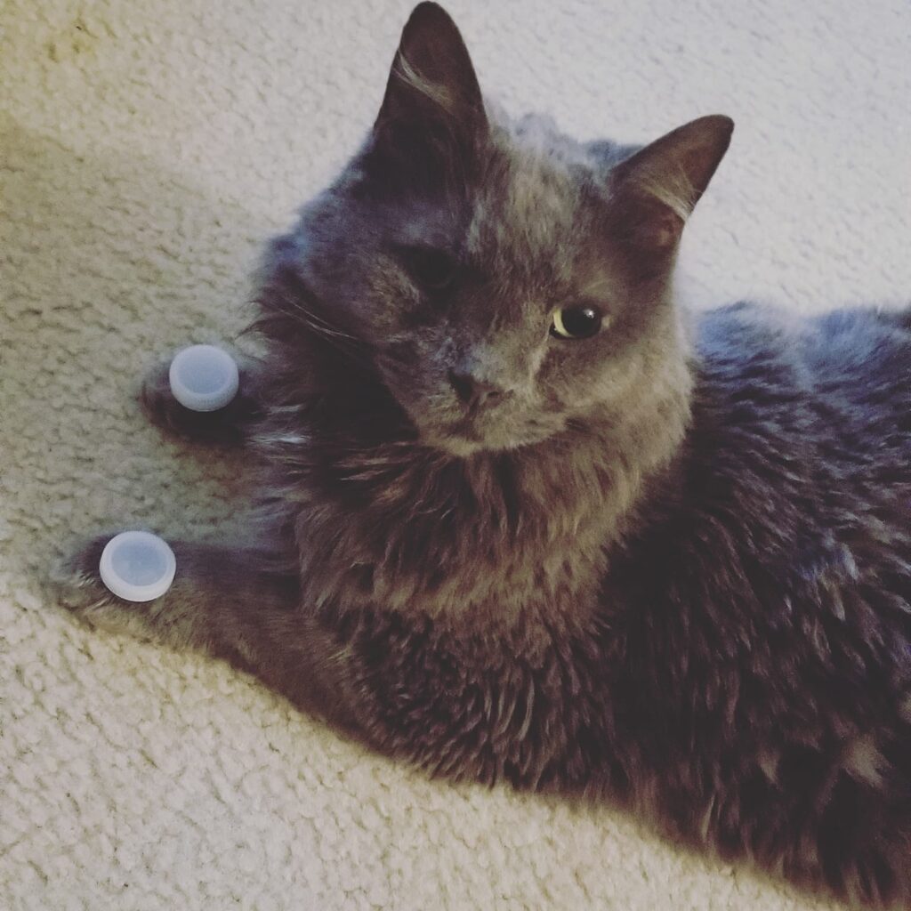 We had to say goodbye to our sweet Señor unexpectedly this morning. Our world ha