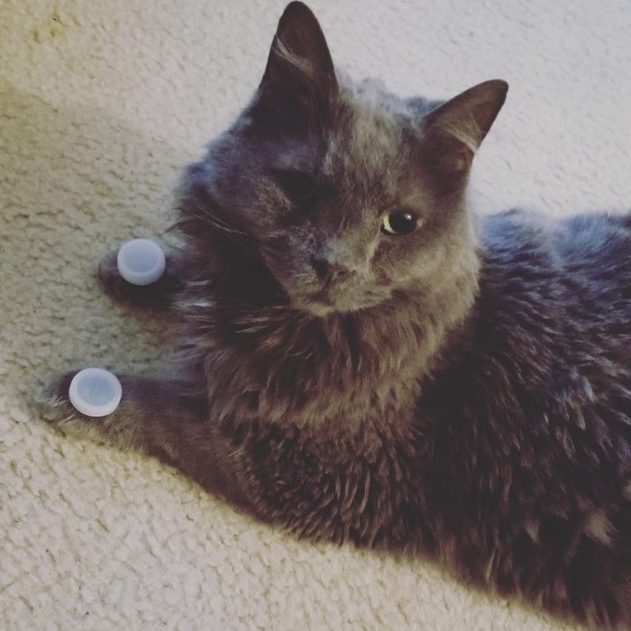 We had to say goodbye to our sweet Señor unexpectedly this morning. Our world ha