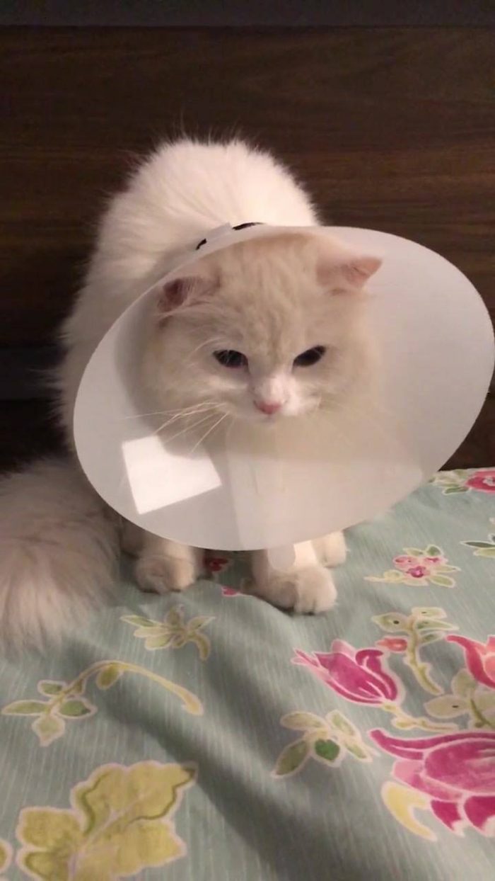 My coned Buttercup  she wants to scratch her ears but can’t