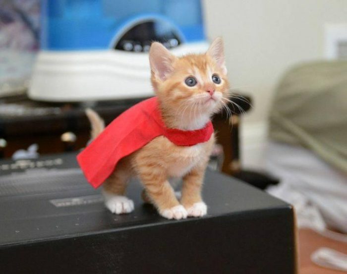 I SuperCat, I Will Save All Of Them ...