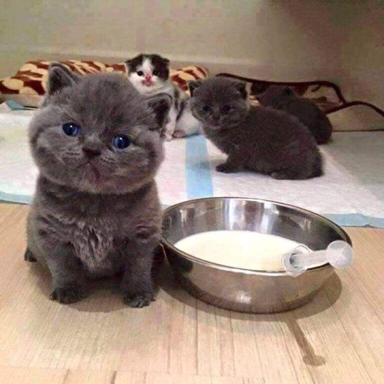 what are you looking at . Give me milk