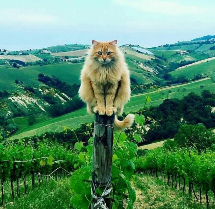 <<The Cat,,,,on top of the world:-):-)