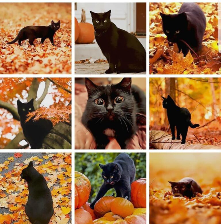 Just wanted to share some adorable black cat love today for the season.  Show me