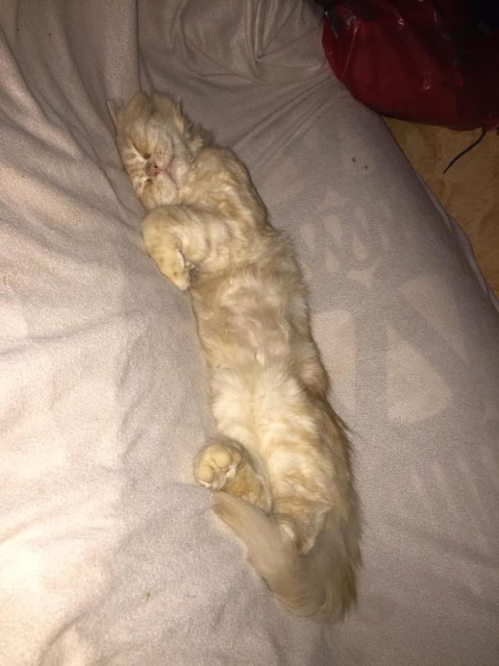 My cat is so lazy eat sleep