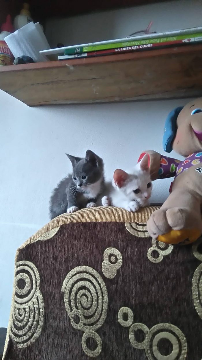 My babies. The white one is Circe and The gray  is Calipso.