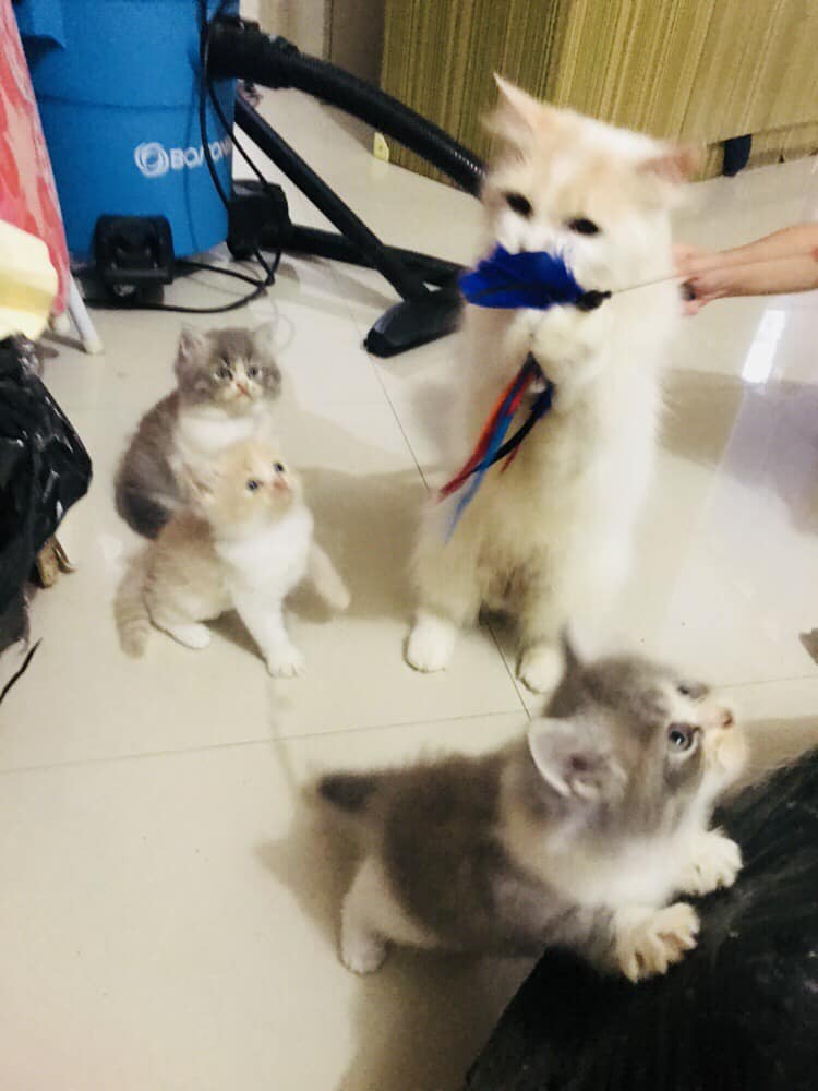 When mama cat wants to play also.