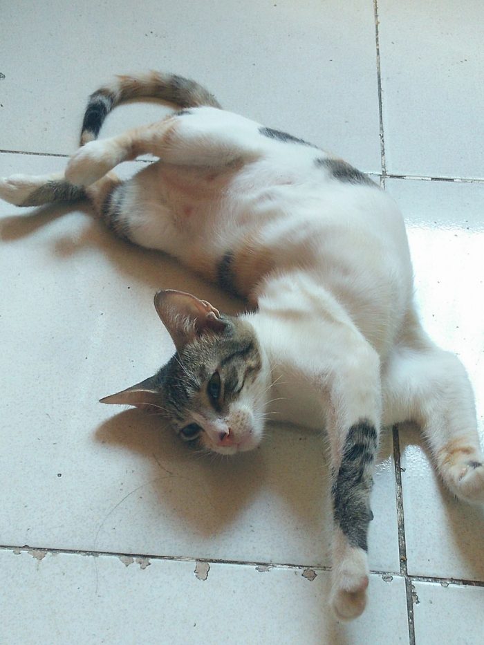 My cat, Autumn loves to sleep this way.  can you show me your cat's favorite sle