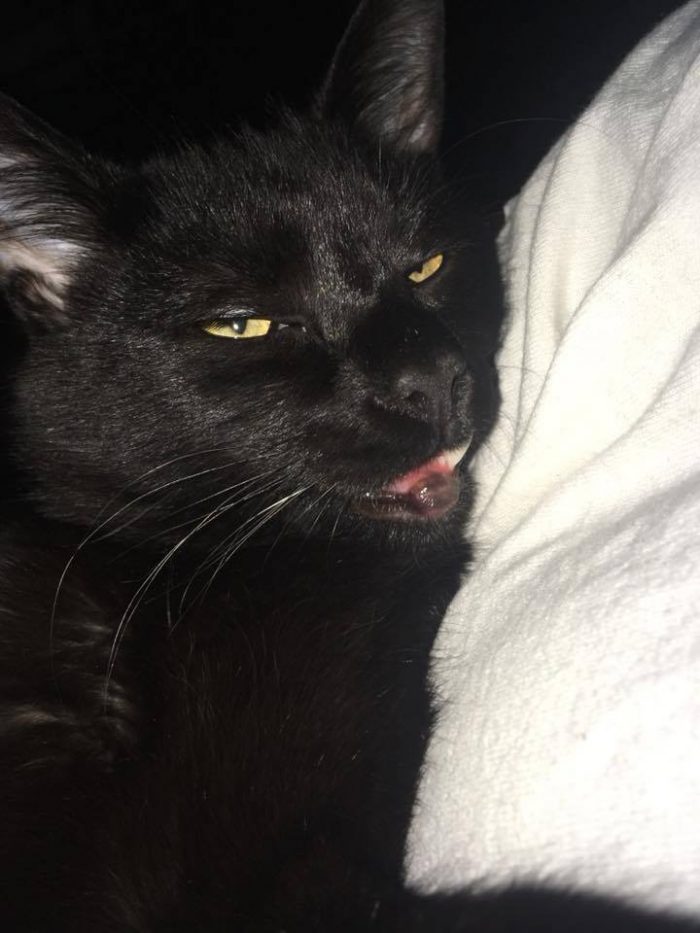 hey cat parents, I was playing with my cat this morning and realized his lip is