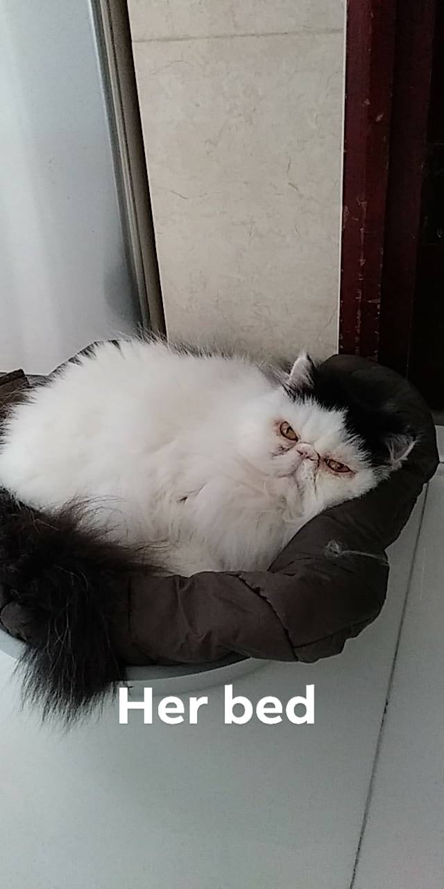 Going to sleep. Kuku