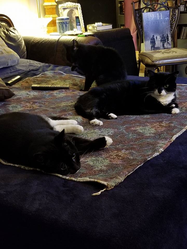 GOOD MORNING 2 ALL OUR CAT FRIENDS