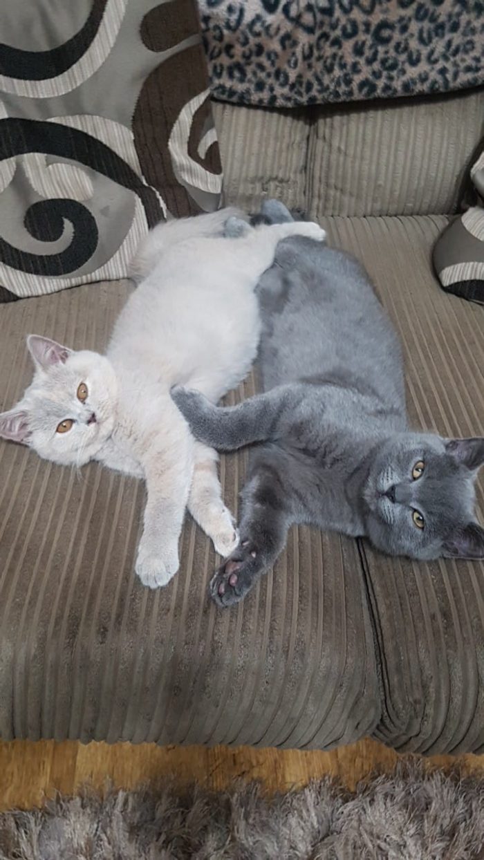 What age do you have your kittens neautured?  mine are 17 weeks tomorrow Loki is