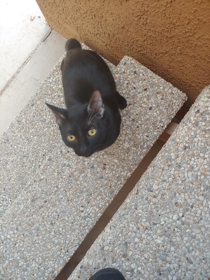 I found this kitty today.  What should I name him?