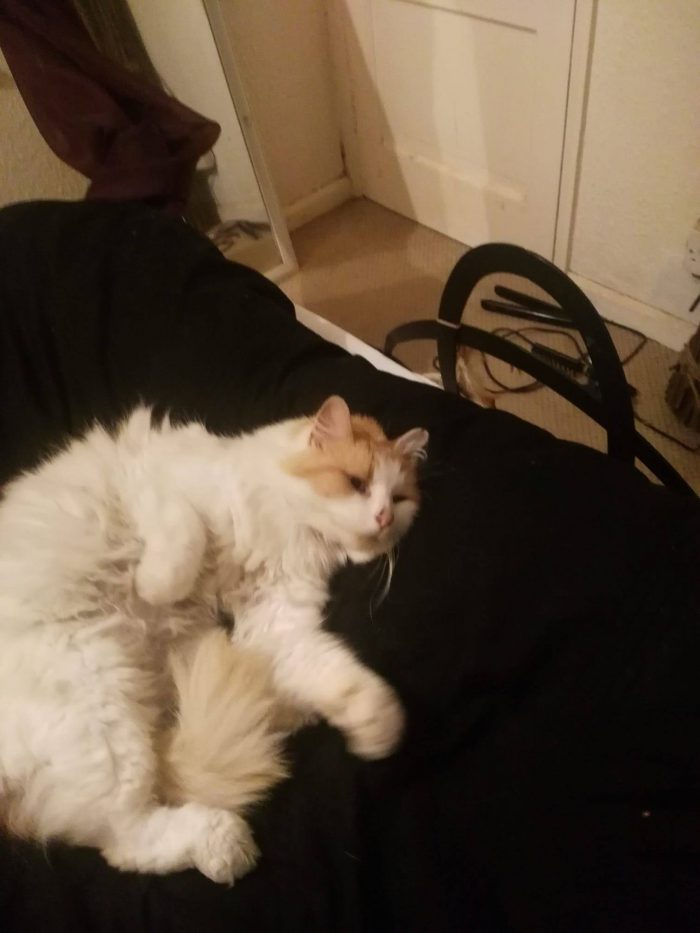 Ok ...this is not my cat ..but he has adopted me lol ...he has a great owner but