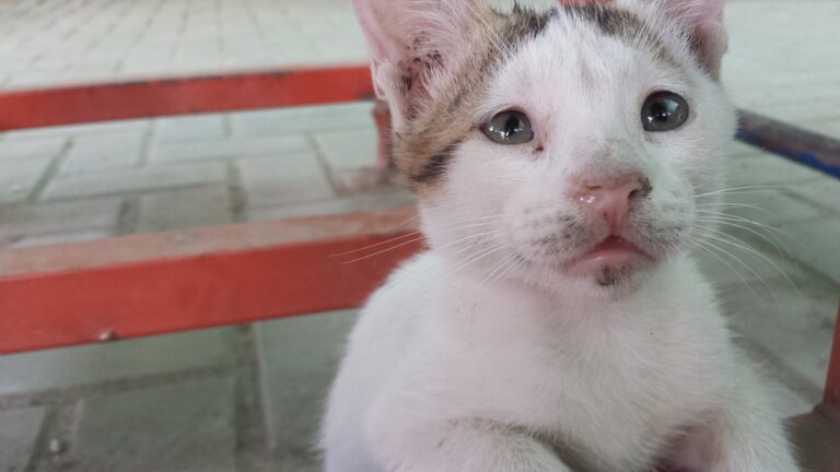 These Eyes...