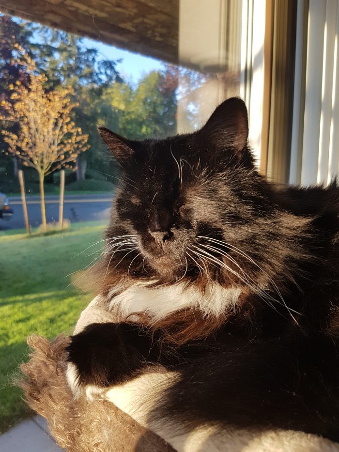 Isabelle wishes you all a Happy caturday! It's a beautiful golden Sunny morning