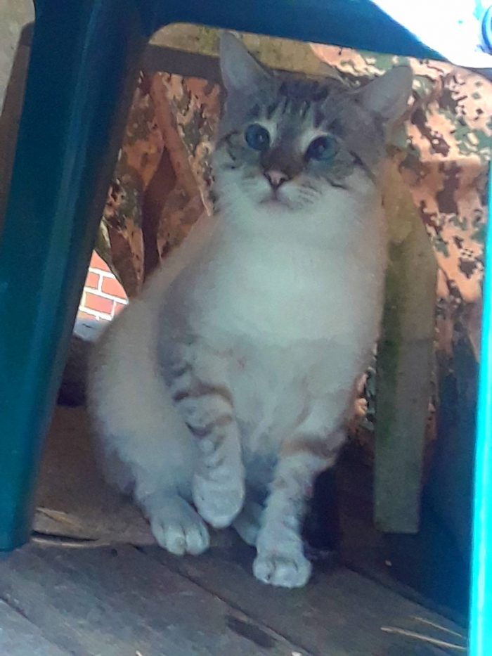 one of my ferals, i call White Tiger.  not sure of his breed, but he is crosseye