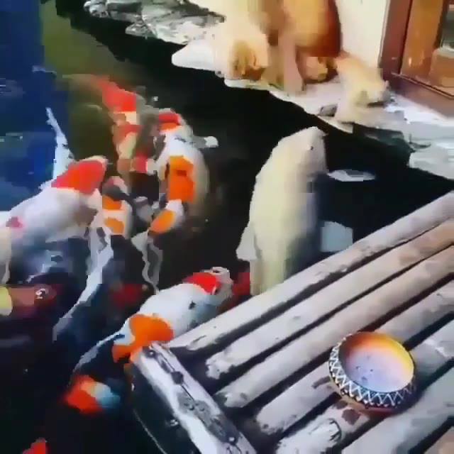 What, this fucking fish is bigger than me , and even wanna enjoy me.