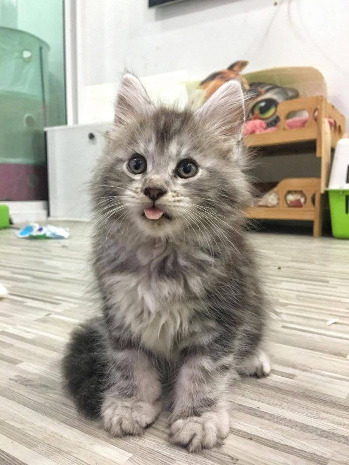 I am kitten not puppy  #7weekold