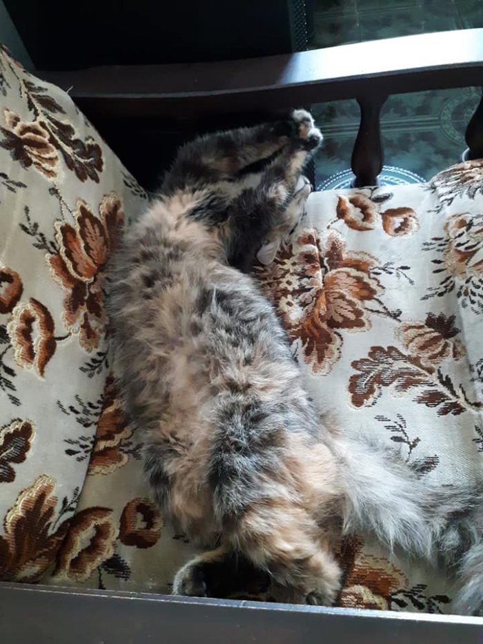 Toffee frOm mauritiUs