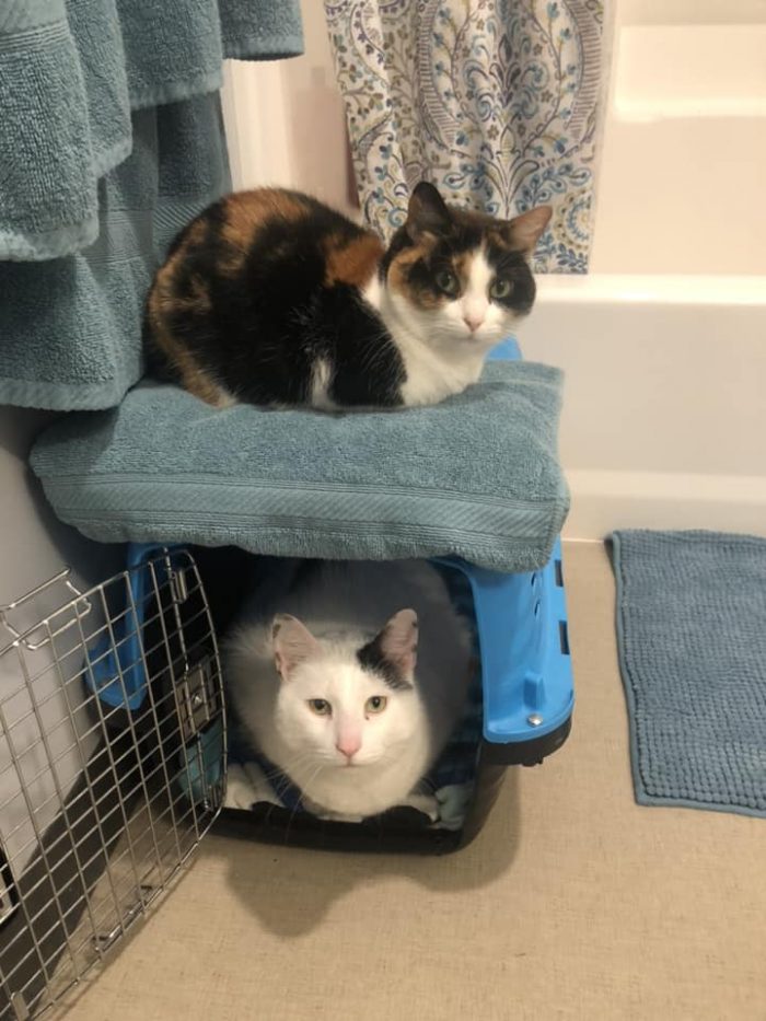 Snickers is happy Andrew put a comfy towel on top of Irving’s box; now she has t