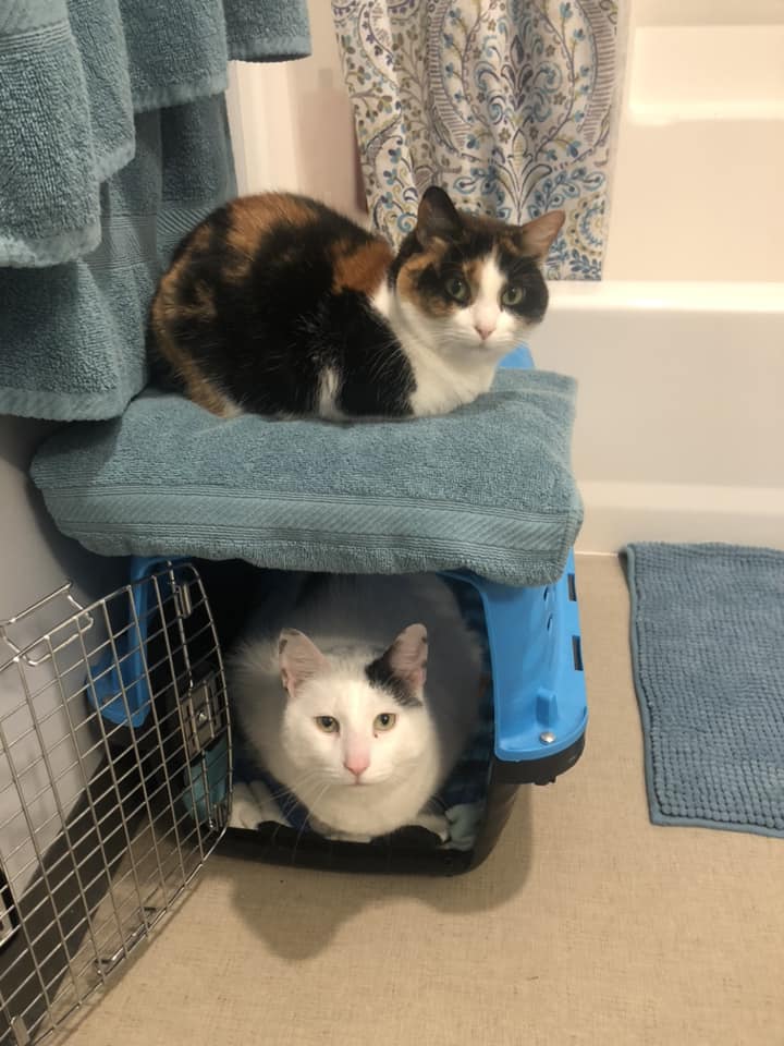 Snickers is happy Andrew put a comfy towel on top of Irving’s box; now she has t