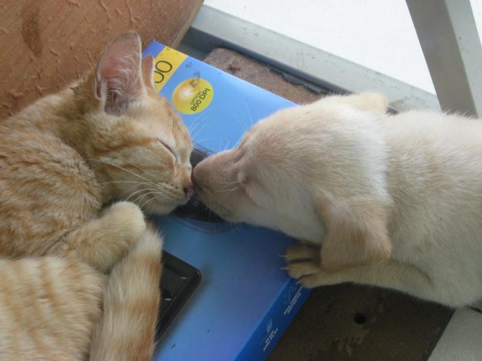 Kwatro the cat & sushi the dog :3 <3