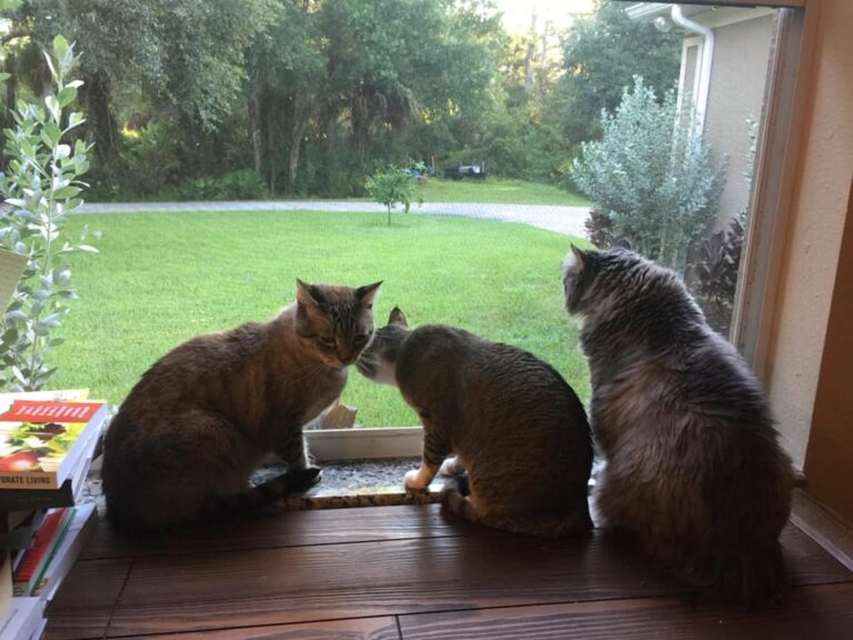 My Babies enjoying the cool fresh Florida air.