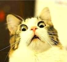 Image may contain: cat