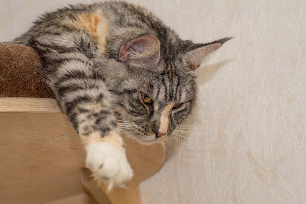 After a hard day helping me building the catio