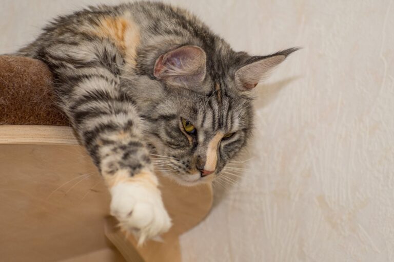 After a hard day helping me building the catio