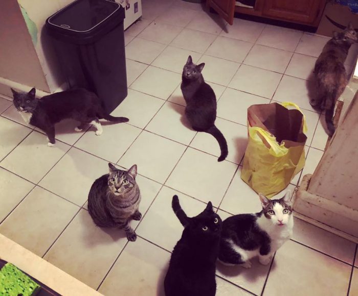 Good Morning, This is my Family  left to right(Adrock, Leo, Chitten Monsta, Duce