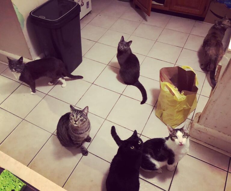 Good Morning, This is my Family  left to right(Adrock, Leo, Chitten Monsta, Duce